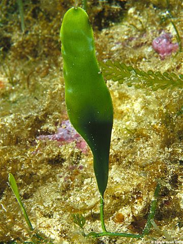 Caulerpa prolifera1